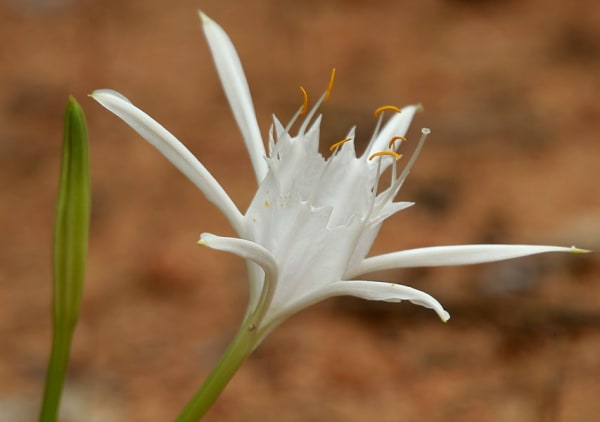 Rocky Shoals Spider Lily Bloom