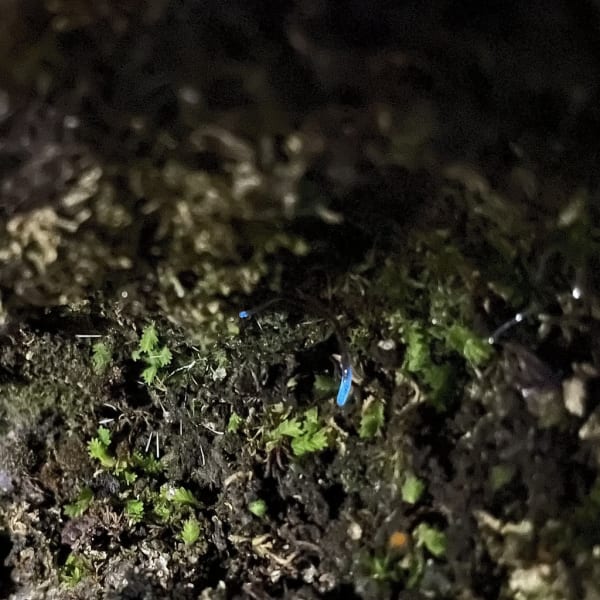 Dismalites (Orfelia fultoni) bioluminescence