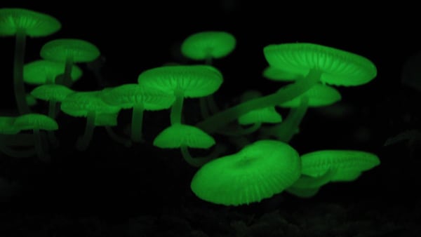 Bioluminescent Forest Fungi (Japan)