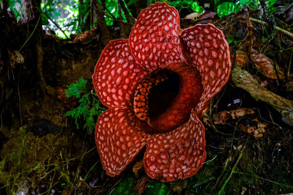Gunung Gading Rafflesia Bloom