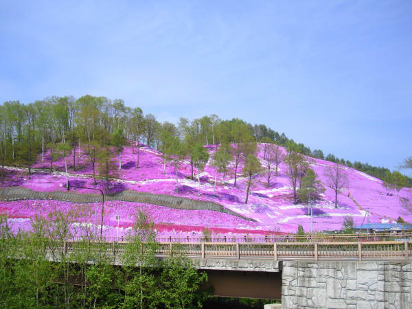 Higashimokoto Shibazakura (Pink Moss)