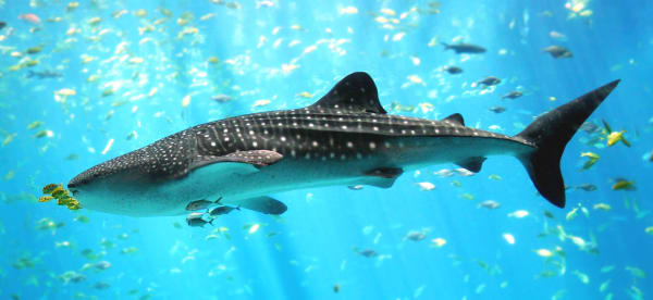 Ningaloo Whale Shark Season