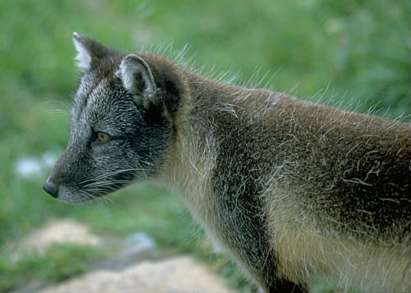 Þjórsárver Arctic Fox - Rodent Boom Season