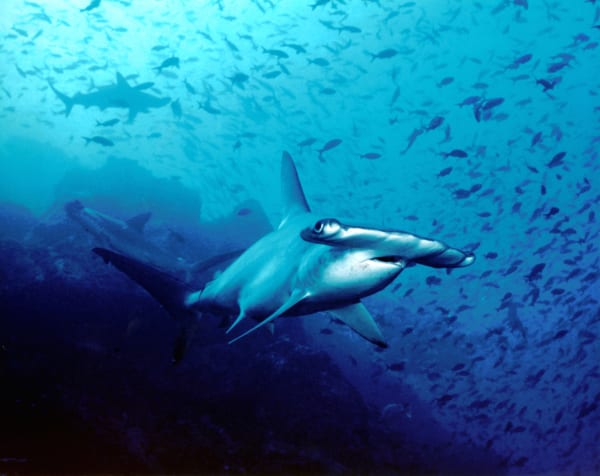 Yonaguni Hammerhead Shark Aggregation