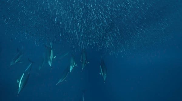 Algarve Sardine Baitball and Dolphin Feeding Frenzy