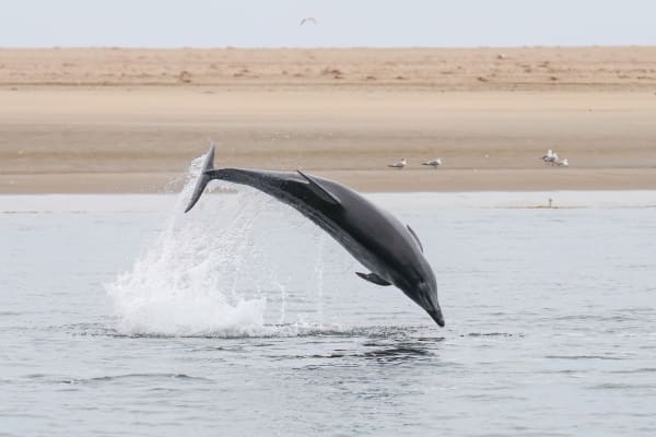 Cardigan Bay Bottlenose Dolphin Season