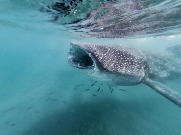 Cenderawasih Bay Whale Shark Bagans