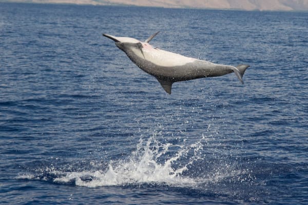 Hawaiian spinner dolphin dawn congregation
