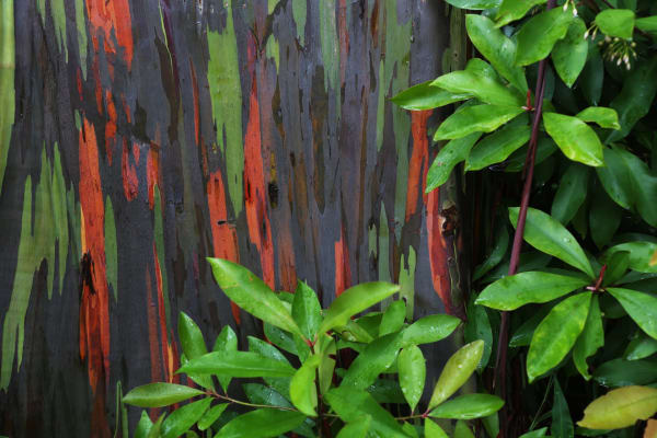 Rainbow Eucalyptus Bark Peeling