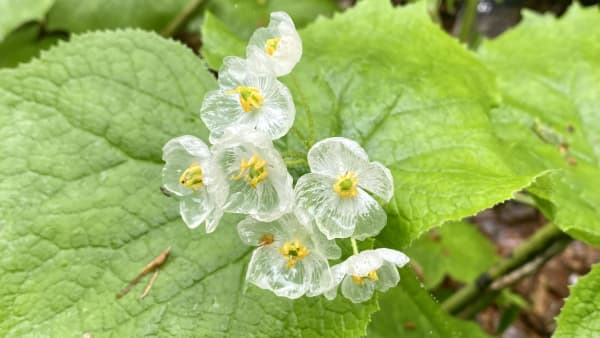 Skeleton Flower Bloom (Sankayō)