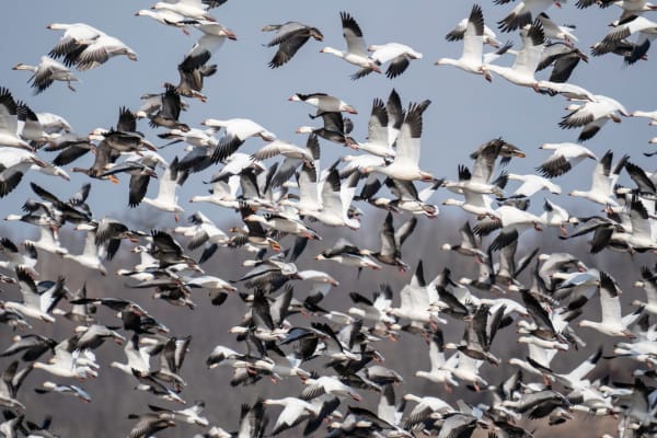 Loess Bluffs Snow Goose Migration
