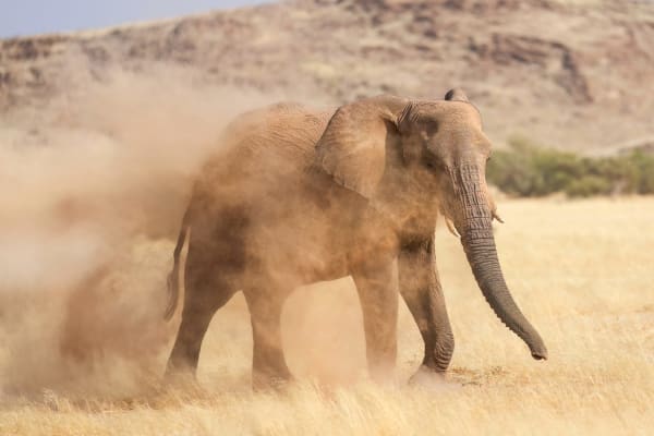 Gourma Desert Elephants