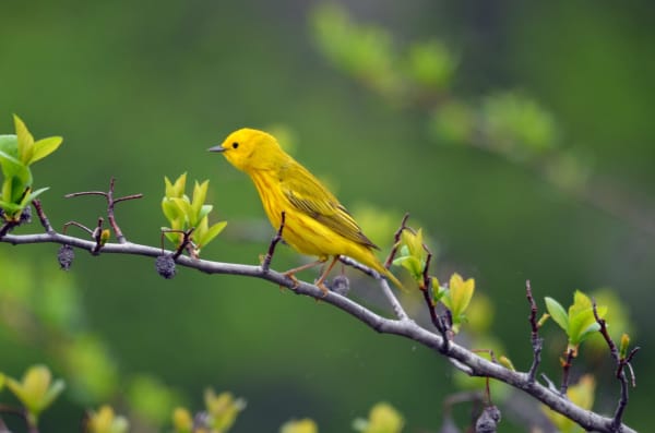 Grand Isle Spring Migratory Bird Fallout