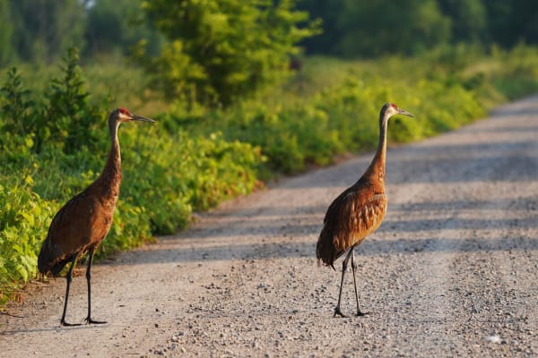 Mississippi Sandhill Crane
