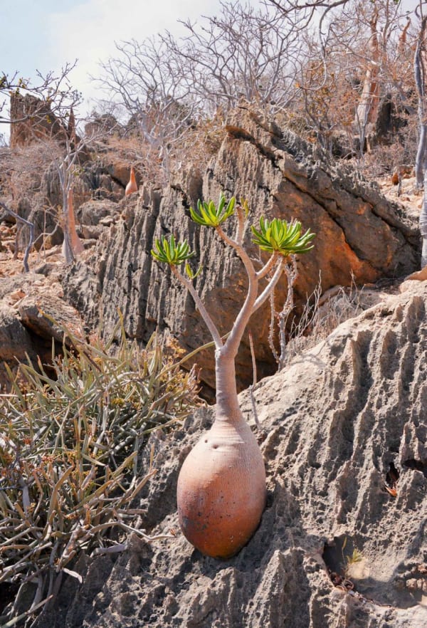 Socotra Desert Rose & Bottle Trees
