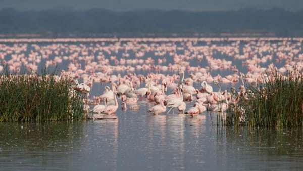 Tengiz Northernmost Flamingo Colony