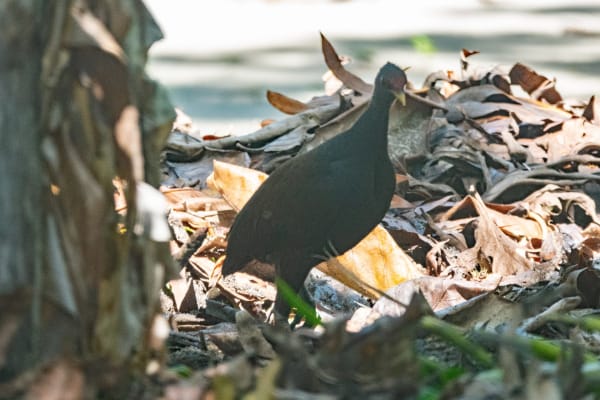 Savo Island Megapode Egg Fields