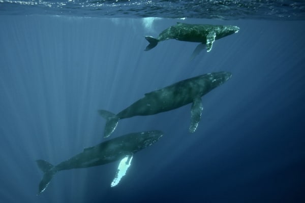 Vava'u Humpback Whale Season