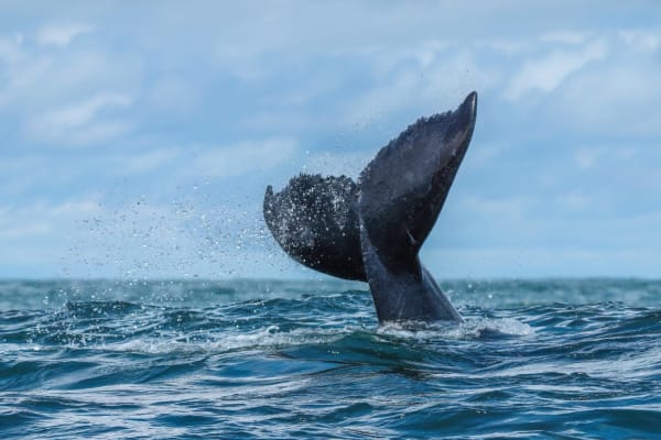 Rarotonga Humpback Migration