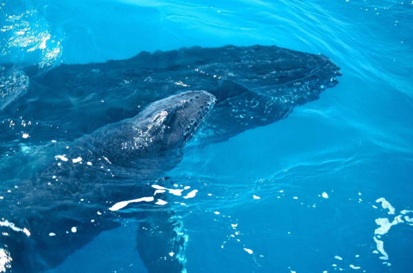 New Caledonia Lagoon Humpbacks