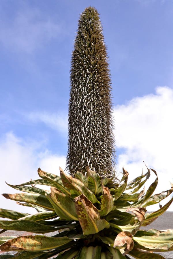 Bale Mountains Giant Lobelia