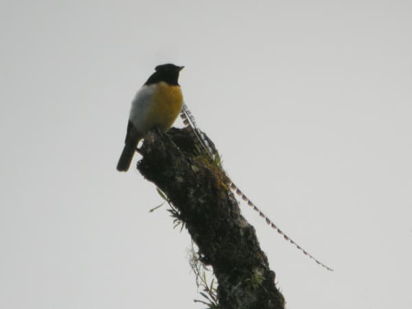 Tari Gap Birds-of-Paradise