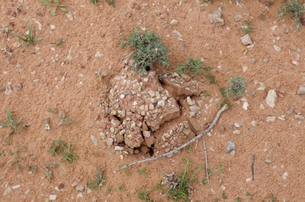 Arabian Desert Truffle Bloom