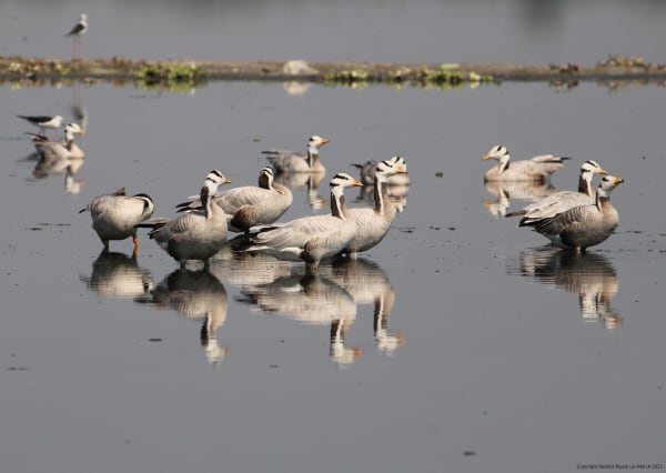 Indawgyi Lake Wintering Waterbirds