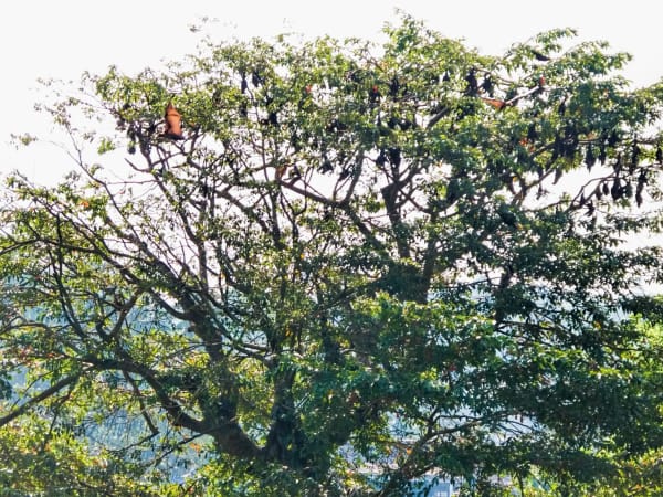 Idanre Hills Bat Caves