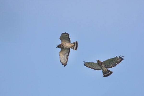 Bab-el-Mandeb Raptor Migration