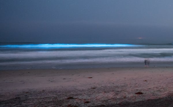 Detwah Lagoon Bioluminescence