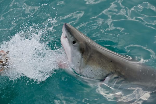 Cape Cod Great White Shark Seal Predation