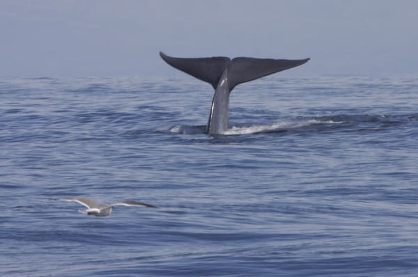 Channel Islands blue whale feeding aggregation