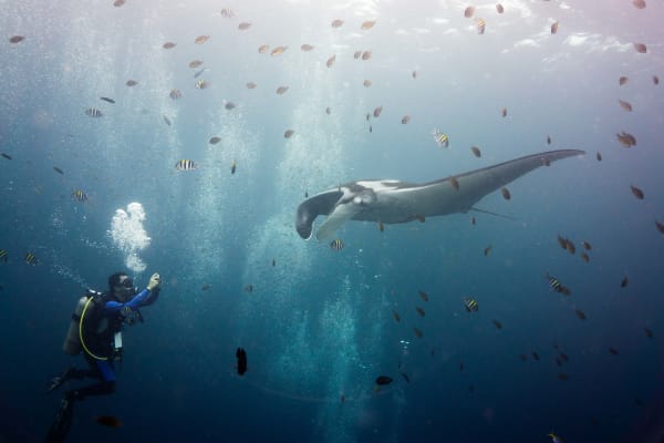 Yap Manta Ray Cleaning Stations