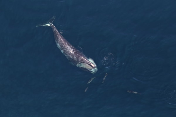 Cape Cod Bay Right Whale Spring Aggregation