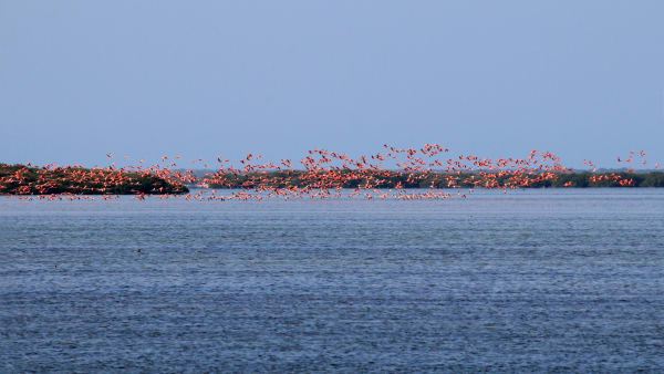 Yucatán Flamingo Colonies (Río Lagartos & Celestún)