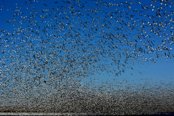 Blackwater Snow Goose & Tundra Swan Winter Spectacle