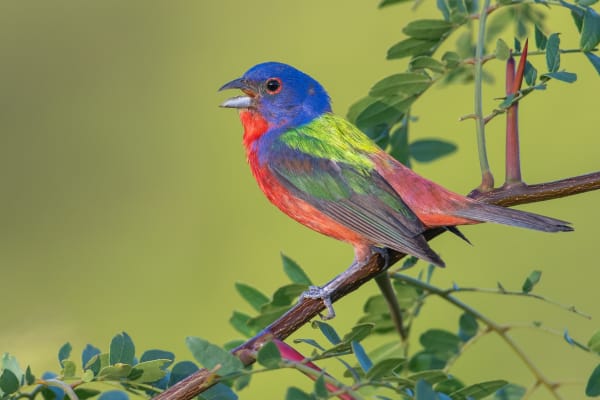 Dauphin Island Spring Migratory Bird Fallout