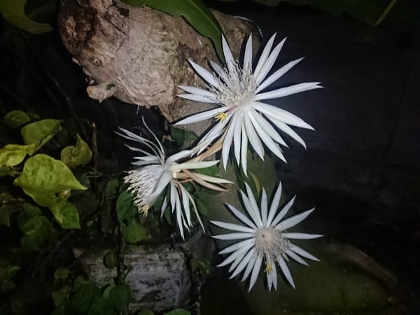 Kadupul Flower Bloom
