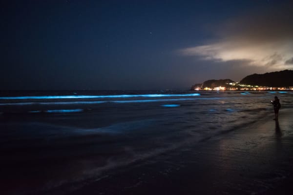 Golfo Dulce Permanently Bioluminescent Bay
