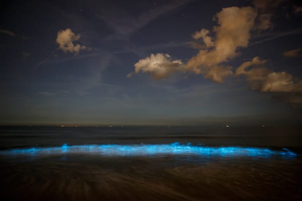 Andaman Sea Bioluminescent Plankton