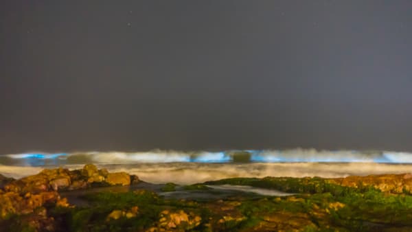 Isla Holbox Bioluminescent Plankton