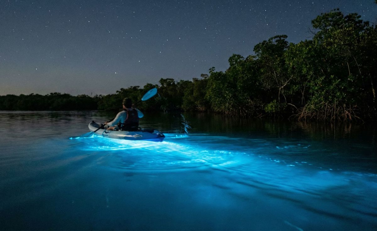 Bioluminescent Bays