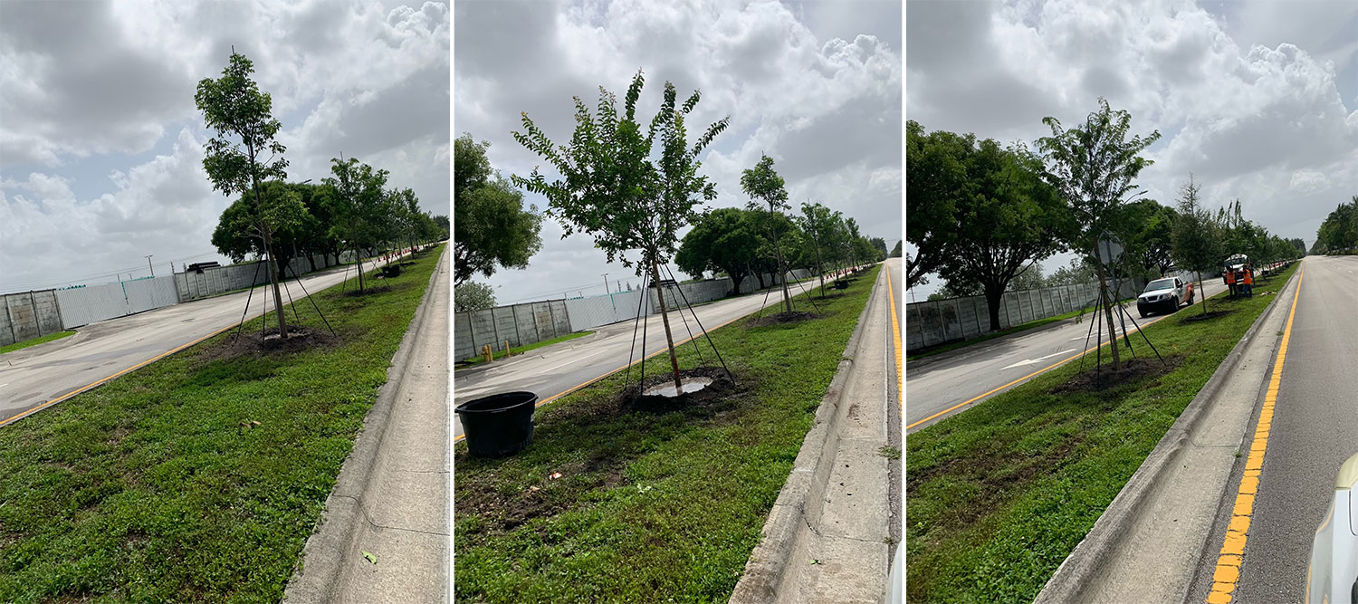 City of Doral is Awarded a 2022 GREEN Street Tree Miami Grant