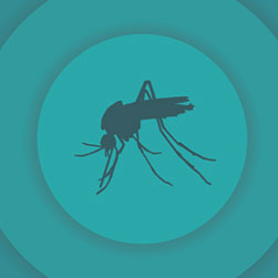 Summertime Mosquito Tips