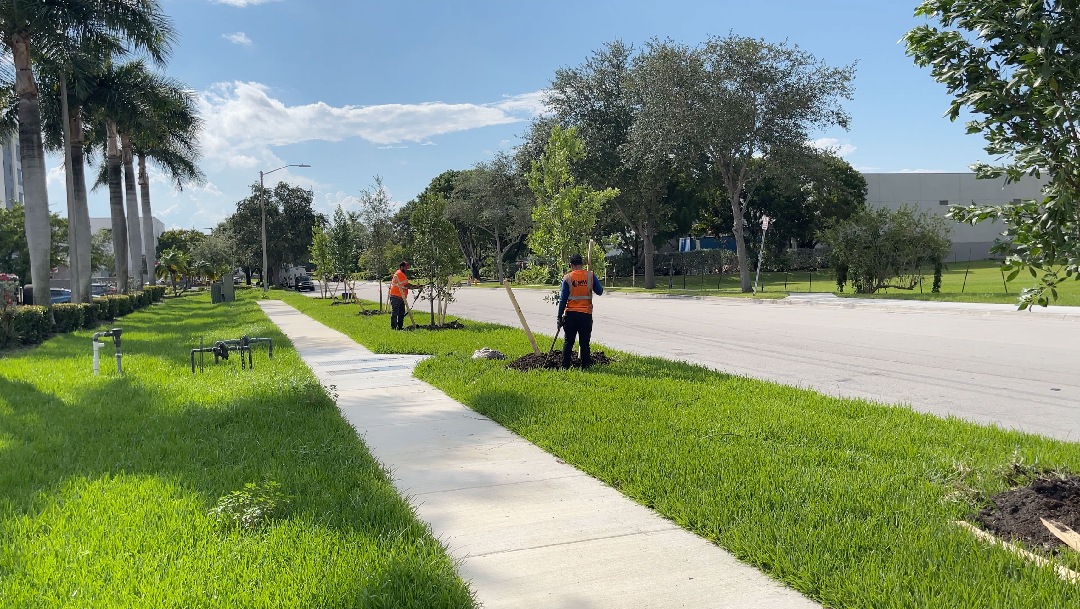 GREEN Street Tree Miami Grant