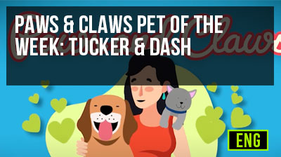 Paws & Claws Pet of the Week: Tucker & Dash