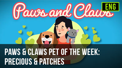 Paws & Claws Pet of the Week: Precious & Patches
