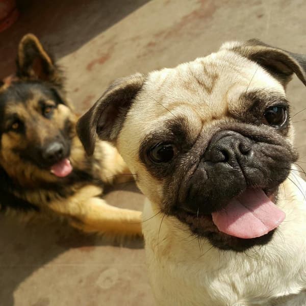 Rambo Abbie Pet Shop