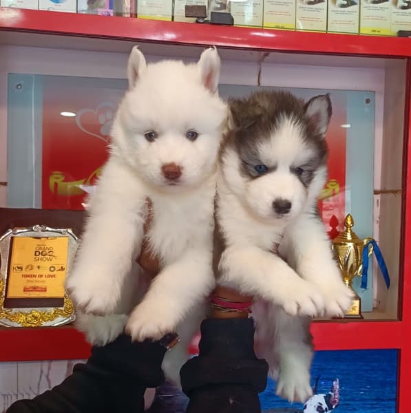 Lovely Pet Service & Kennel Club